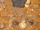 les excréments des escargots