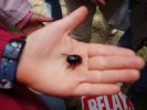 Le scarabée de Félix
