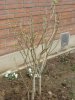 Un nouvel arbre vient d'être planté dans l'école, au milieu de nos (...)